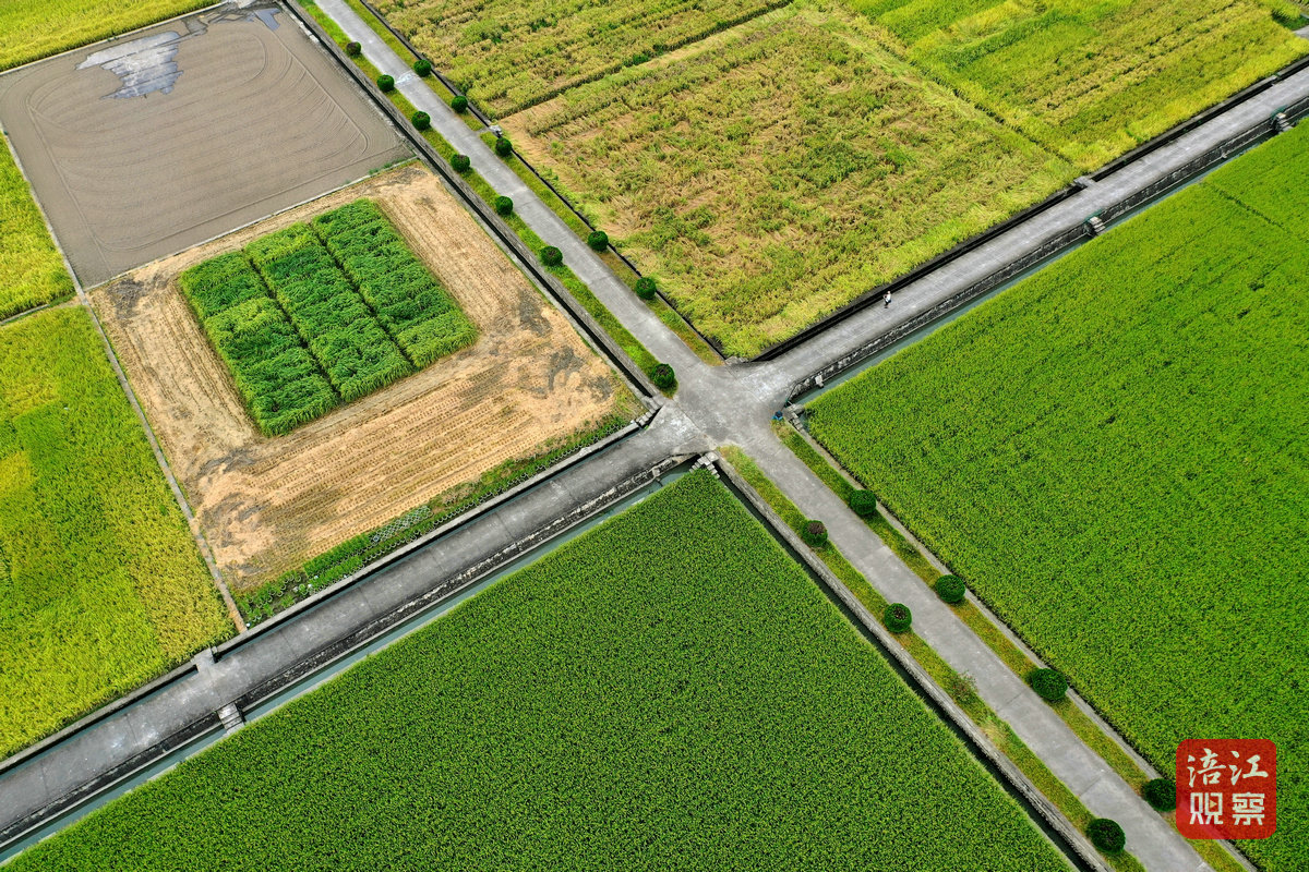 2024年8月30日，綿陽農(nóng)科院基地 周良斌1_1.jpg