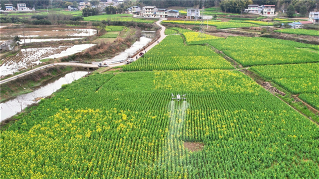 植保無人機(jī)正在進(jìn)行“飛防”作業(yè).jpg