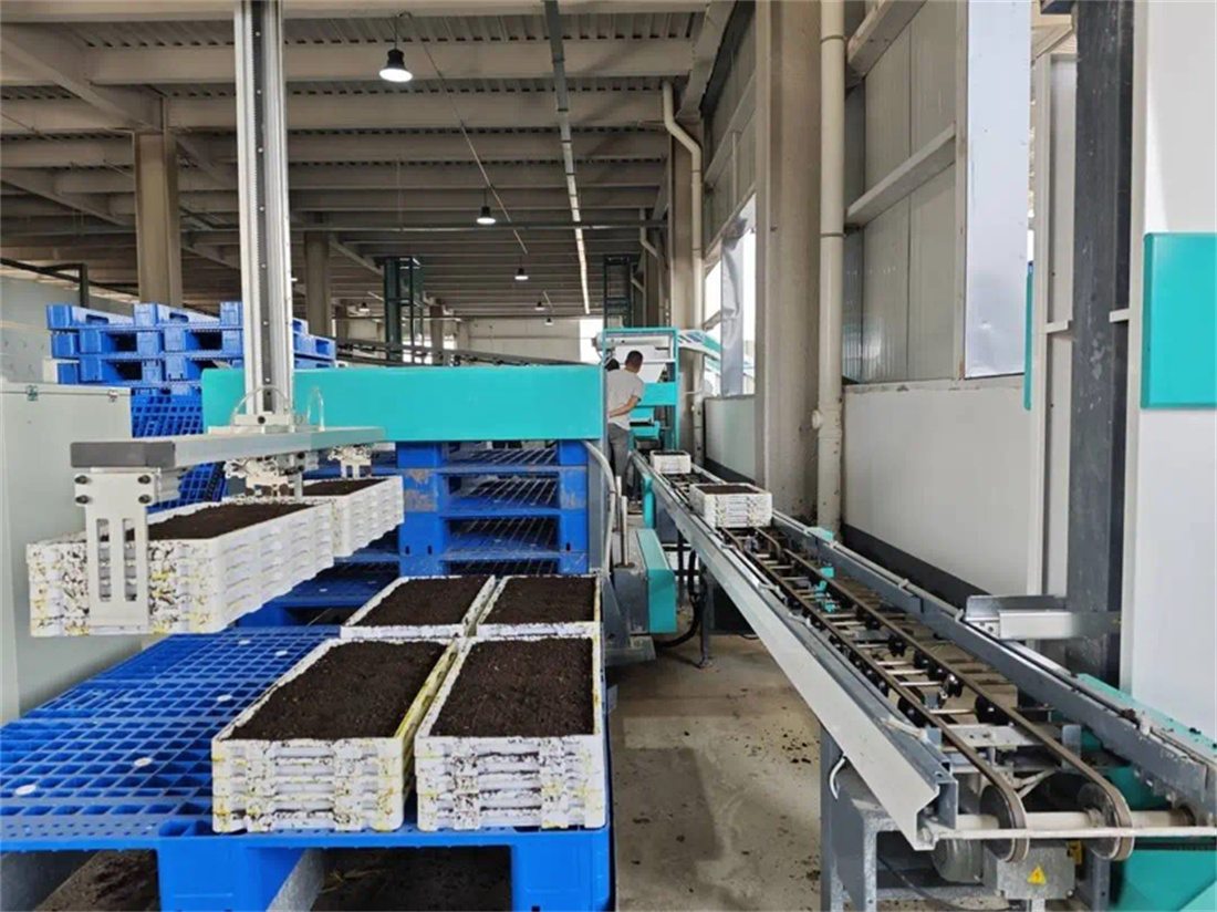 自動(dòng)化高速育秧流水線正在制作秧盤.jpg