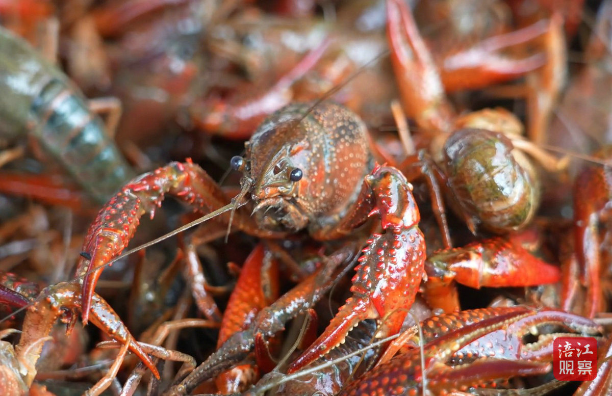 小龍蝦6_1.jpg